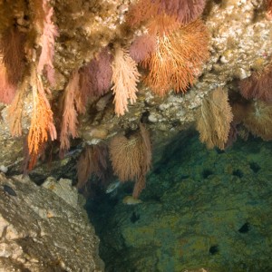 Sea Fan Grotto