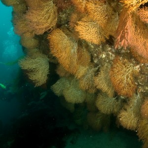 Sea Fan Grotto 2