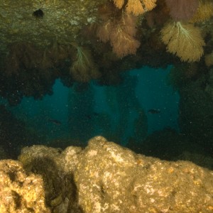 Sea Fan Grotto 3