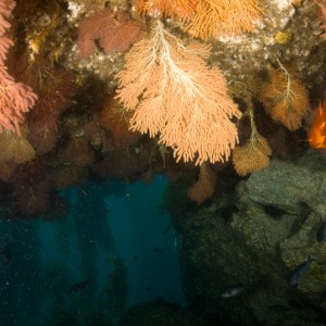 Sea Fan Grotto 4