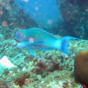 Huge Parrotfish