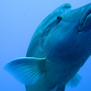 Napolian Rass Looking over my sholder in Palau