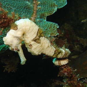 Sea Horse in Roatan