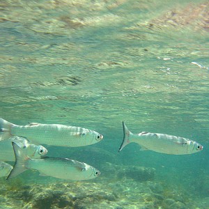 School of Mullet