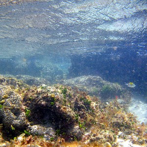 Bathtub Reef