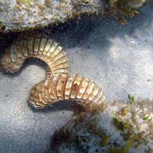 Lightning Whelk Egg Case