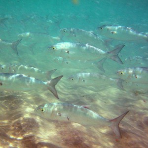 School of Bluefish