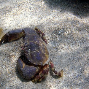 Stone Crab