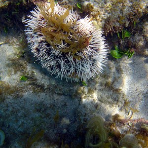 Sea Egg Urchin