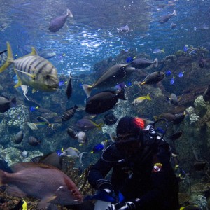 Aquarium Diver in Action