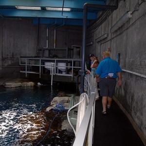Above Aquarium Tank