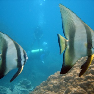 Batfish, Perhentian Islands