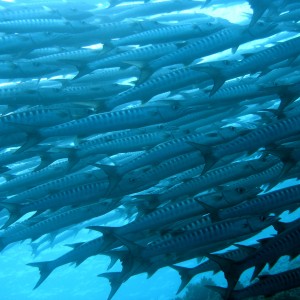 Barracuda, Sipadan