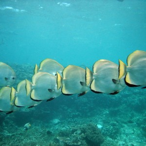 Batfish, Perhentians