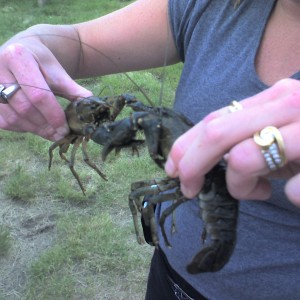Rocky Mountain Lobsters