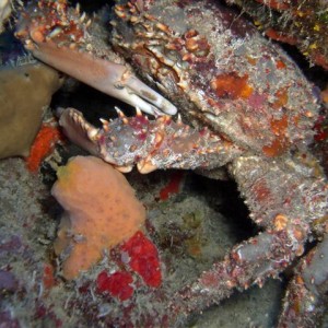 Puerto Rico Reef Scenes