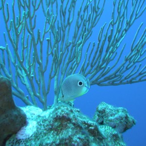 Puerto Rico Reef Scenes