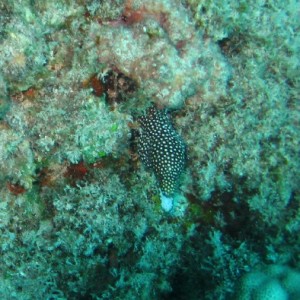 Spotted_Moray_Eel