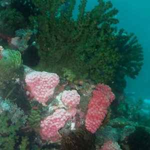 Green Corals