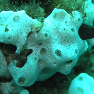sponge or tunicate?