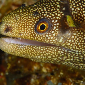 Goldentail Moray
