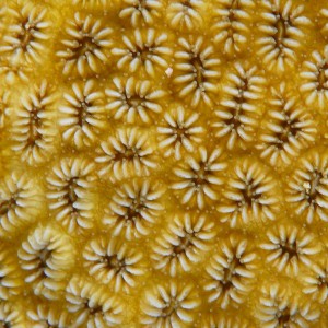 Corallite Detail