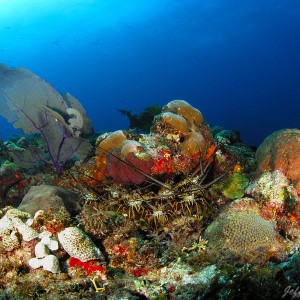 Reef Scene with Caribbean Spiny Lobsters