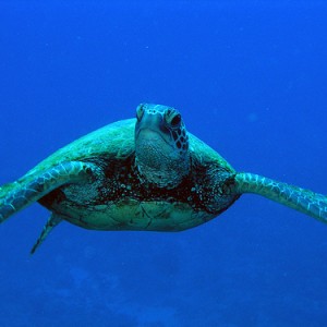 turtle37