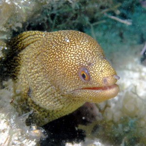 Goldentail_moray5