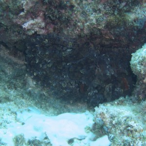 Day Octopus blending with the coral