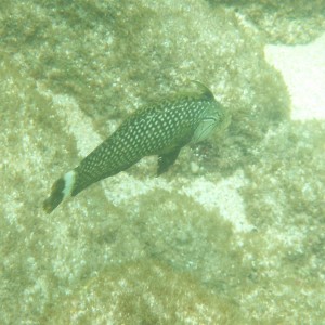 Rockmover Wrasse