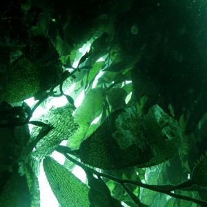 Kelp Canopy