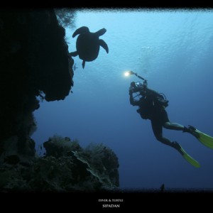 diver and turtle