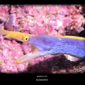 ribbon eel