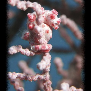 pygmy seahorse