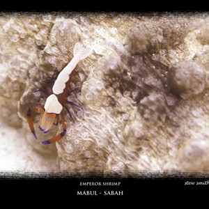 emperor shrimp on sea cucumber