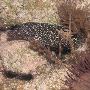 Spotted Moray