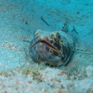 Sand Diver @ Aquarium, St. Croix, USVI
