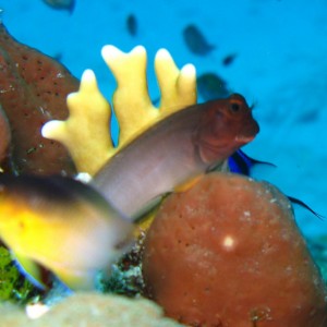 Red Lipped Blenny @ Aquarium, St. Croix, USVI