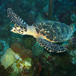 Hawksbill Turtle @ Little Mill Point, St. Croix, USVI