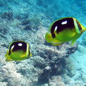 Four Spot Butterfly Fish -- Kewalo Pipe