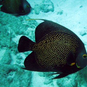 Snapper Ledge and Pickles Reef - Florida Keys