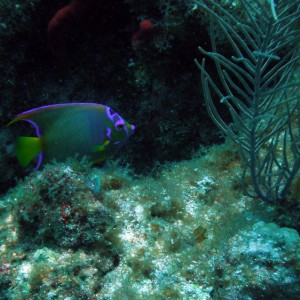 Snapper Ledge and Pickles Reef - Florida Keys