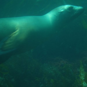 Seal 3