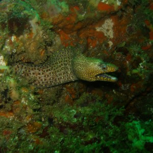 Moray eel