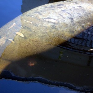 Manatee Birth