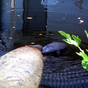 Manatee Birth