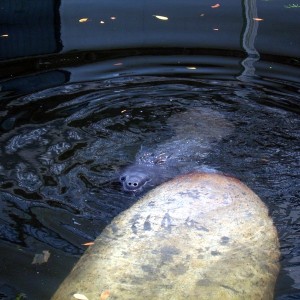 Manatee Birth