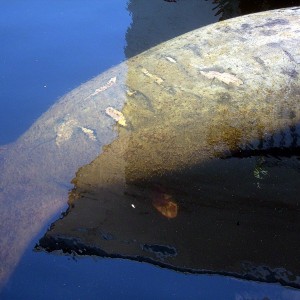 Manatee Birth