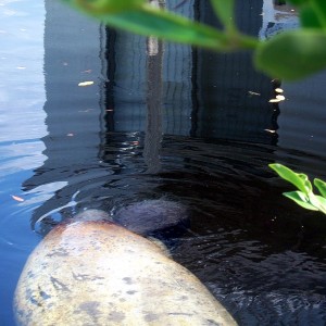 Manatee Birth